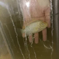 فلاور|ماهی|اهواز, کمپلو جنوبی|دیوار