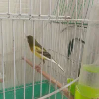 قناری نر شش دانگ مست . آماده