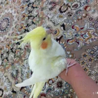 عروس هلندی رام رنگ لوتینو|پرنده|کرمانشاه, |دیوار