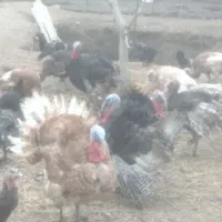 تعدادی بوقلمون نر وماده نژاد برنز وبوربون ۱۷ ماه|حیوانات مزرعه|مشهد, منزل آباد|دیوار