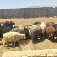 میش بره بزغاله شیشک چاق