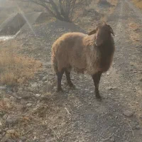 قوچ همو با میش هترو