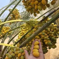 فروش پاجوش نخل برحی اصلی