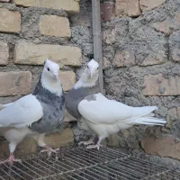 قفس کبوتر طوقی|لوازم جانبی حیوانات|زارچ, |دیوار