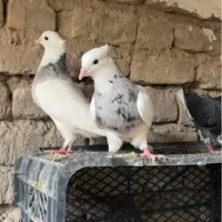 مجسمه طوق