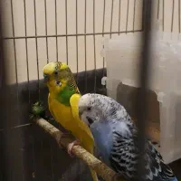 یک جفت مرغ عشق نر ماده با جوجه