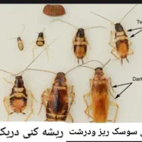 سمپاشی صددرصدتضمینی سم پاشی سوسک وساس و...|خدمات نظافت|تهران, آذری|دیوار