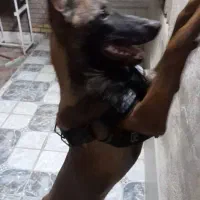 سگ مالینویز، نر