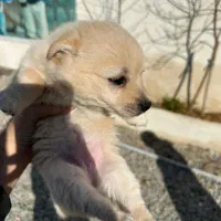 واگزاری پامر اشپیتز|سگ|شاهدشهر, |دیوار