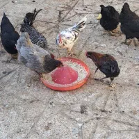 خروس|حیوانات مزرعه|ساوه, |دیوار
