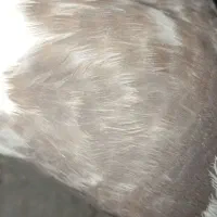 چند عدد کبوتر|پرنده|دهدشت, |دیوار