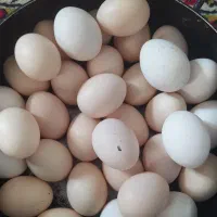 تخم مرغ محلی شهر حر
