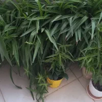 تعداد گلدان طبیعی آلوورا و گندمی  دونه ۱۰۰ و ۲۰۰ ت|گل و گیاه طبیعی|تهران, خاوران|دیوار