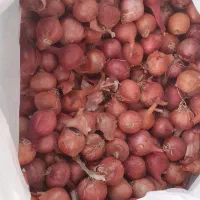 پیازچه درشت