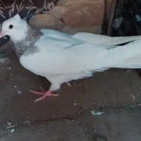 جفت طوق هفت رنگ|پرنده|آیسک, |دیوار