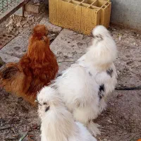 خروس ابریشم شش ماهه