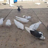 کبوتر نوک ریز و نوک قنار|پرنده|مبارکه, |دیوار