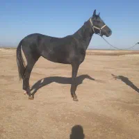 کره اسب ۲ ساله مدارک کامل