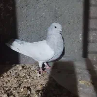 سلام خدمت دوستان عشق بازدوعددنرکله ای|پرنده|زابل, |دیوار