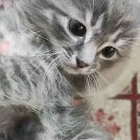 واگذاری گربه