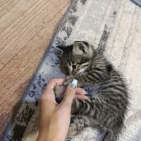 واگذاری گربه ۵ عدد ب صورت جدا یاچندتایی