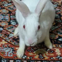 خرگوش تمیز و سفید و باهوش