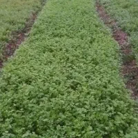 سبزی سرخ کردنی|خوردنی و آشامیدنی|طاهرگوراب, |دیوار