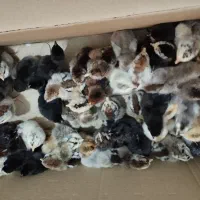 جوجه محلی اصل