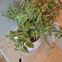 تعداد گل آپارتمانی با گلدان سرامیکی|گل و گیاه طبیعی|شاهین‌شهر, شهرک ردانی پور|دیوار