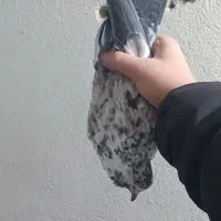 کفتر نر پرشی قاره مست مست|پرنده|شهریار, شهرک وائین|دیوار