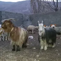 ۸۶ راس میش درجه ۱ بختیاری|حیوانات مزرعه|بلداجی, |دیوار