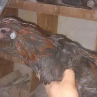 خروس نیمچه سیاه|حیوانات مزرعه|جلفا, |دیوار