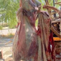 قصاب سیار گاو‌گوسفند‌در مکان شبانه‌روزی