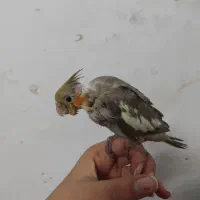 عروس هلندی سرلاکی|پرنده|کازرون, |دیوار