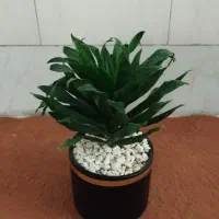 گل پتوس گل کمپکت مناسب کادو هدیه