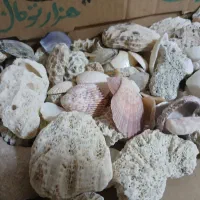 فروش صدف دریایی با کیفیت بالا