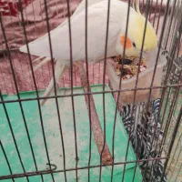 عروس هلندی لوتینو و خاکستری|پرنده|فامنین, |دیوار