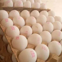 پخش تخم مرغ