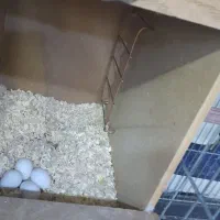 طوطی|پرنده|قرچک, مهدیه|دیوار