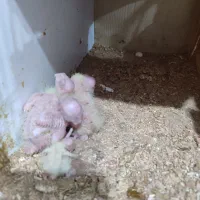 جوجه ۵ روزه