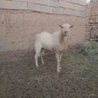 تکه کل سانن|حیوانات مزرعه|فردوس (خراسان), |دیوار