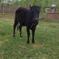 لیشه چالوسی گاو