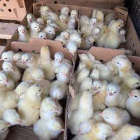 جوجه گوشتی راس ۳۰۸