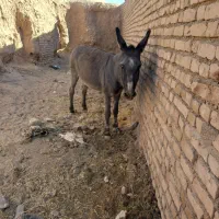 خر ماده گله ای|حیوانات مزرعه|کدکن, |دیوار