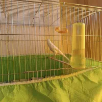 قناری|پرنده|دلیجان, |دیوار