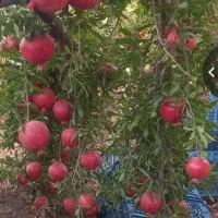 انار درجه یک کاشمر کیلو ۱۰۰تومان|خوردنی و آشامیدنی|نیشابور, شهید جعفری|دیوار