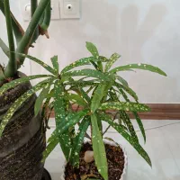 گل آپارتمانی و تزیینی|گل و گیاه طبیعی|مشهد, جاهد شهر|دیوار