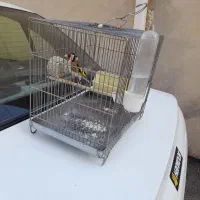 سهره نر جوجه قفس