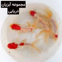 تولید ماهی(زینتی koi قرمز‌ ‌عمده )