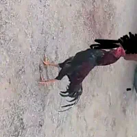 سلام دوستان عزیز ۲۰۰۰۰۰